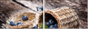 43616365