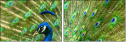 43782837