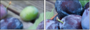 43823181