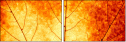 43838542