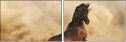43906966