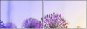 44687067