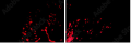 45070058