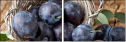 47791254