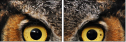 48966303