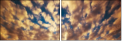 49042592