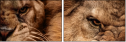 49550663