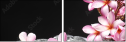 49631888