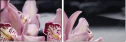 49633932
