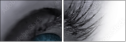 49921743