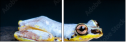 50366264