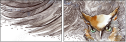 50509602