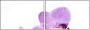 50610337