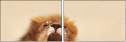 51106719