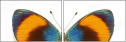 51555620
