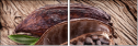 51722126