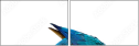 51755267