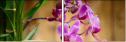 51806398