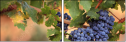 52573606