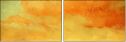 53049559