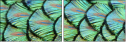 53512479