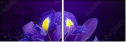 53724504