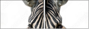 53992144