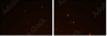 54582803
