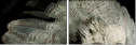 55066305