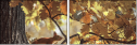 55703900