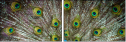 55839349
