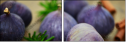 55956609