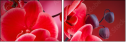 56946263