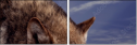 57250614