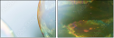 57437376