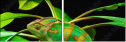 57907029