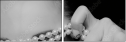 59364579