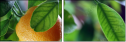 59633815
