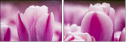 59655482