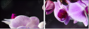 60355585
