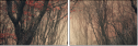 60442499