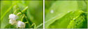 61638784