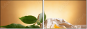62168381