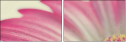 62303581