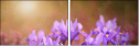 62325008