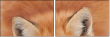 62758452