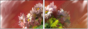 62921720