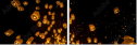 64122199