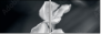 64479255