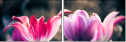 64764645